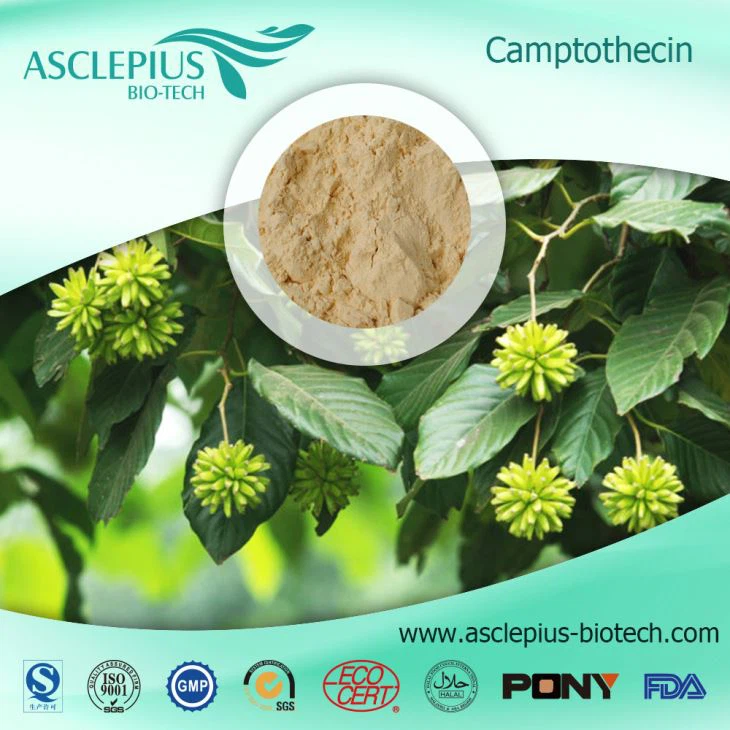 Camptothecin,camptotheca Acuminata Extract Supplier Wholesale