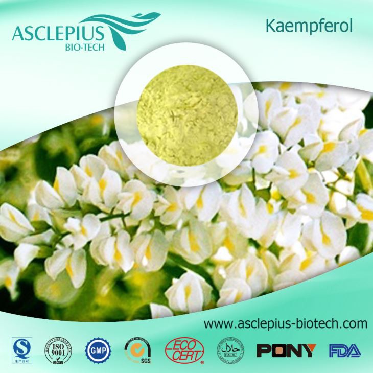 Kaempferol ,also Named Flavonoids Four Hydroxy Supplier Wholesale