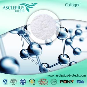 Collagen Protein Powder Supplements Supplier Wholesale